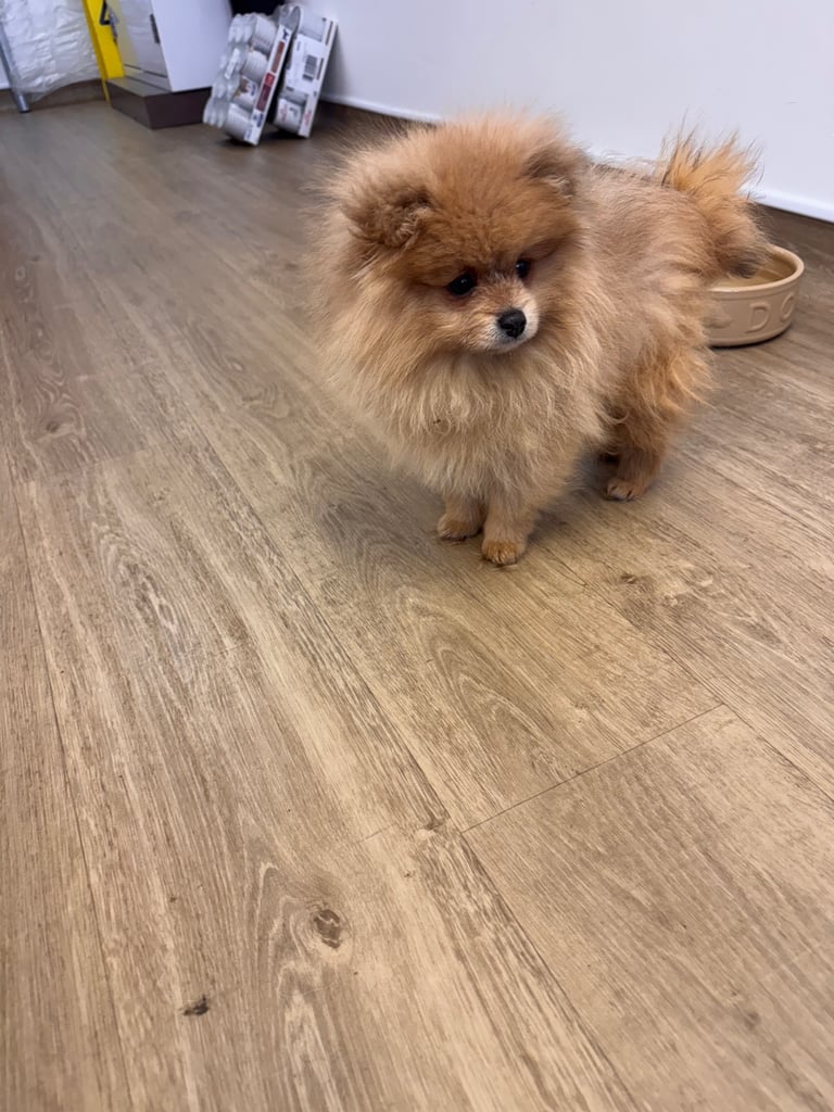 Small teddy Pomeranian puppy boy (brown) 