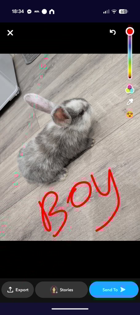 image for Mini loop baby bunnies 