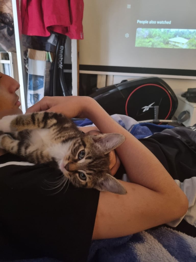 Adorable kittens seeking new home
