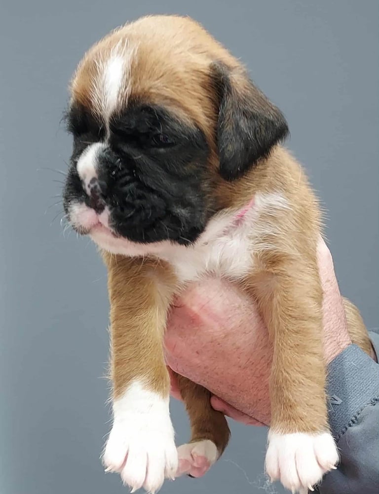 Boxer puppies 