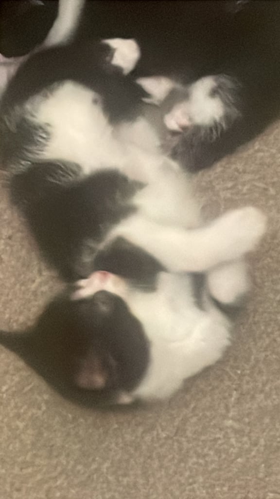 Playful Kittens