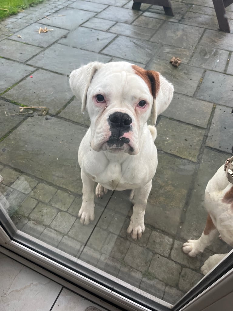 image for White male boxer dog 