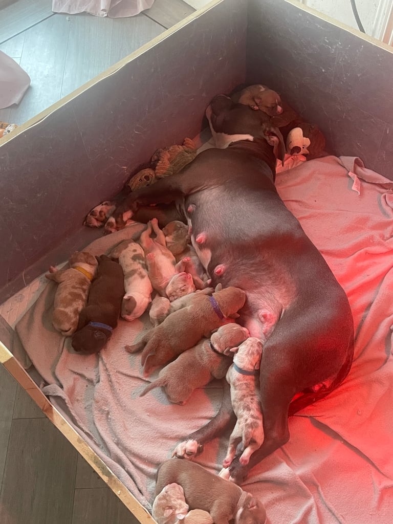 American pocket bully 1 girl 