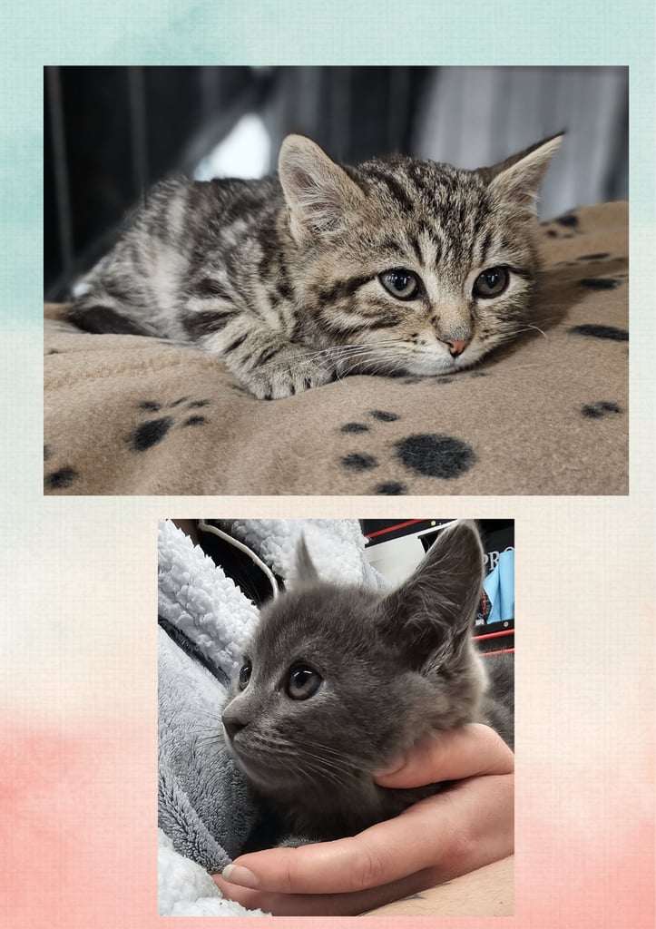 2 beautiful kittens for sale from an outdoor mother 🐈‍⬛️