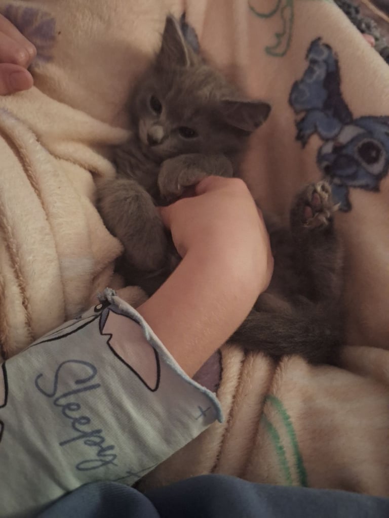 image for 12 weeks old Beautiful female Ragdoll x