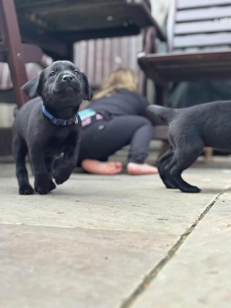 KC registered labrador pup 