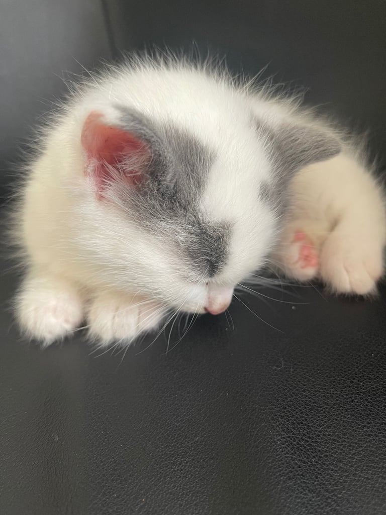 Kittens looking for a home