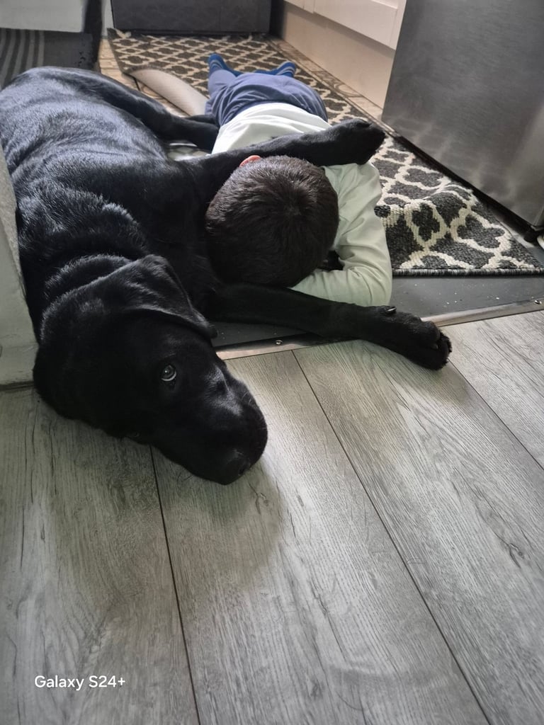 Labrador puppy 