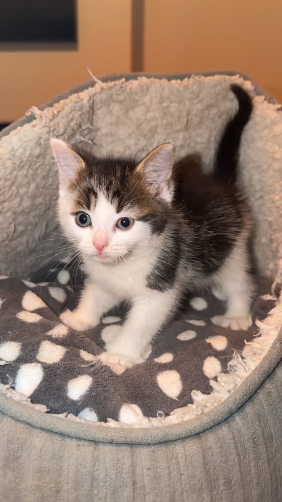 Adorable 8-Week-Old Male Tabby Kitten – Ready for His New Home 🐾