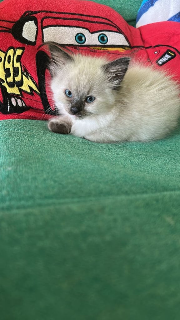 Ragdoll kittens 