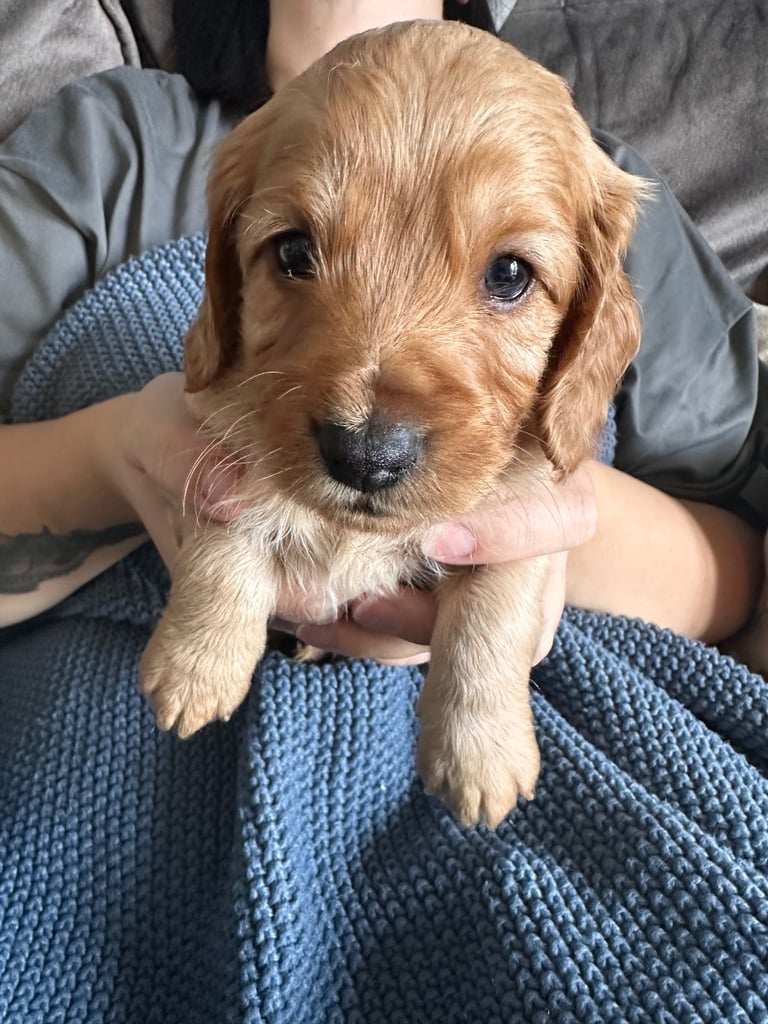 🐶 8 Gorgeous F2 Cockapoo Puppies – Ready Soon! 🏡