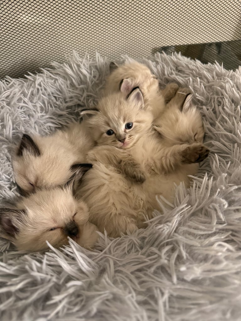 Seal Lynx Ragdoll Kittens