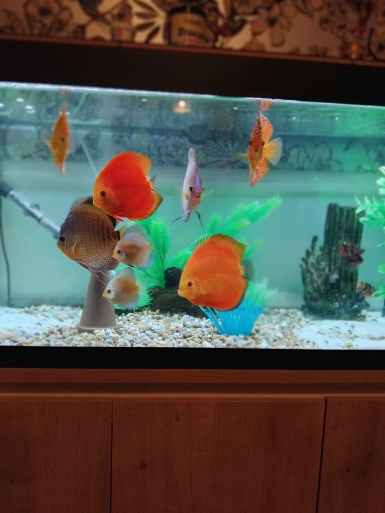 Discus fish