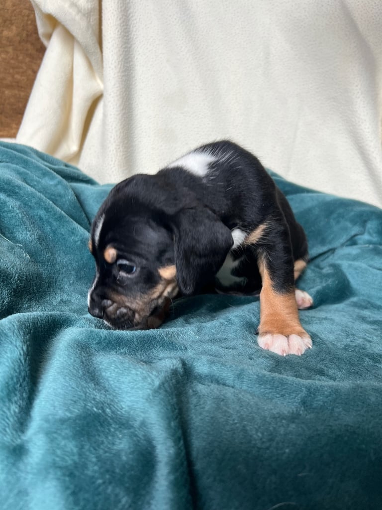 Old tyme english bulldog x Sproodle Puppy - Boy