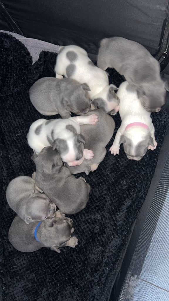 French bulldog pups 
