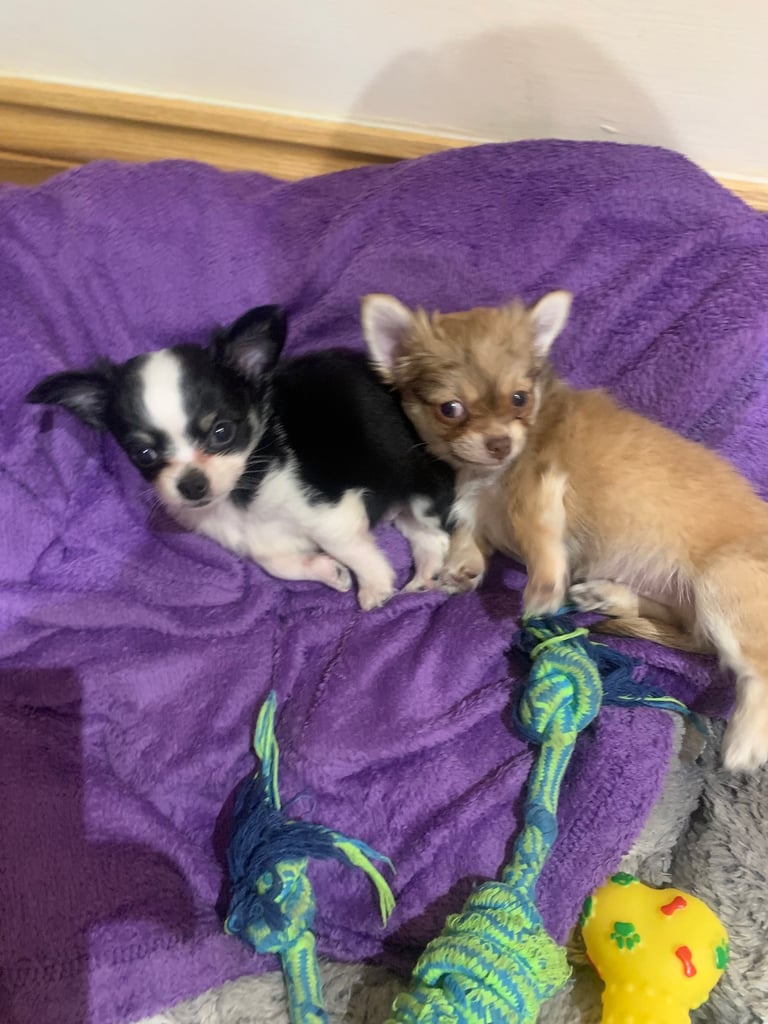 Tiny chihuahuas, long haired, £800 each 