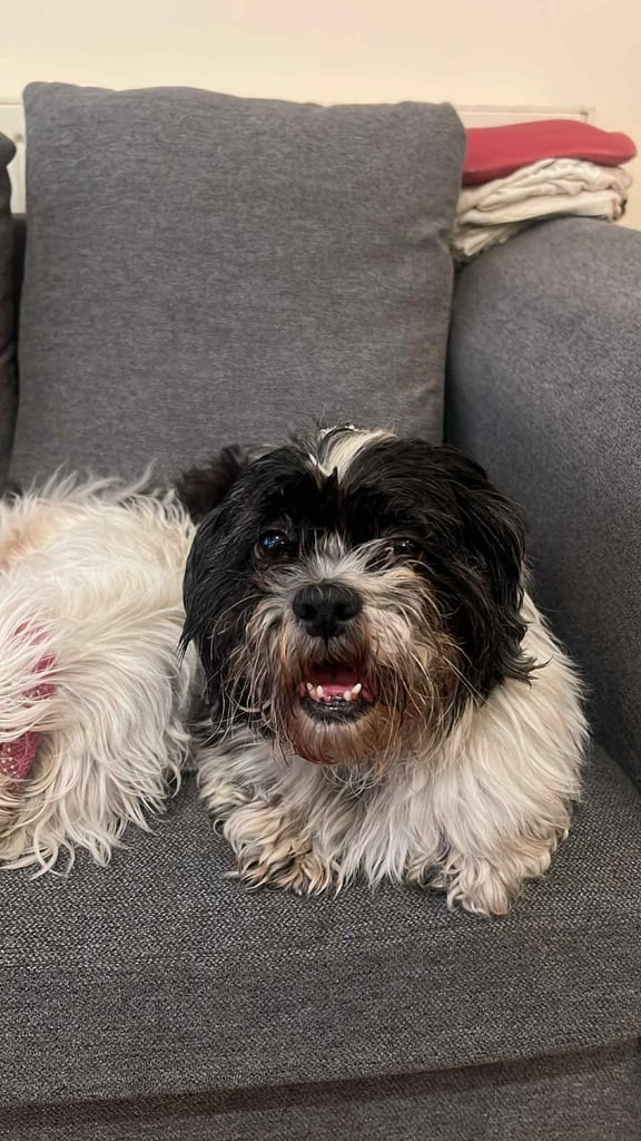 Rupet needs a forever home.