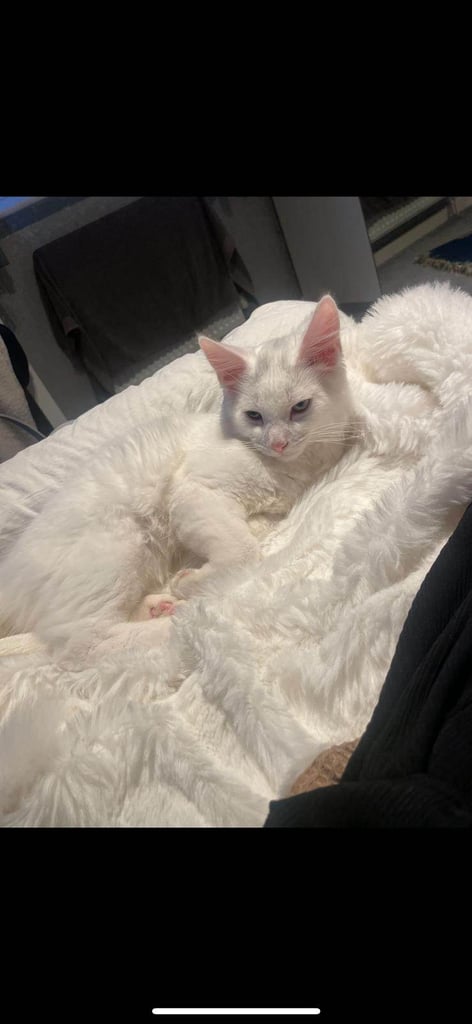 Beautiful Siberian white long hair male cat