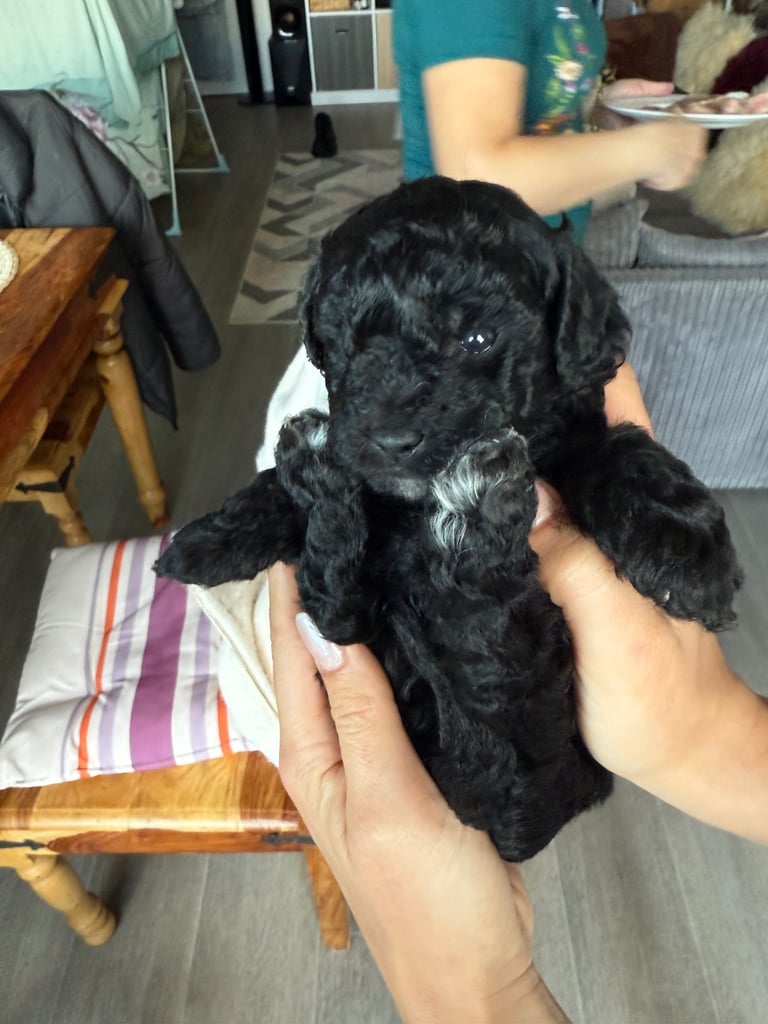 Cavapoo puppies for sale 4 weeks old