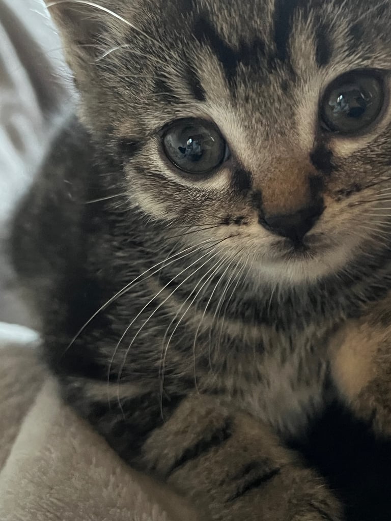 Adorable playful kittens UPDATE - one grey tabby boy left 