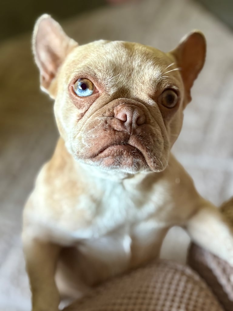 French bulldog 