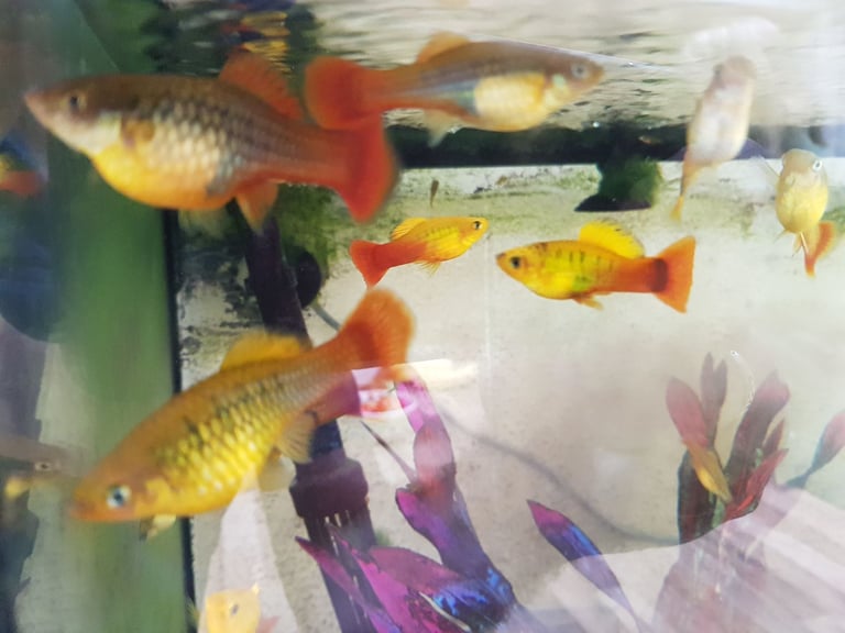 image for Fish - Variatus Platy