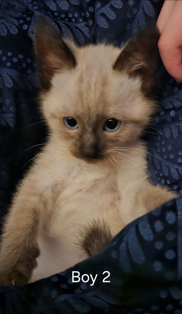 Stunning blue eyed, part pedigree kittens