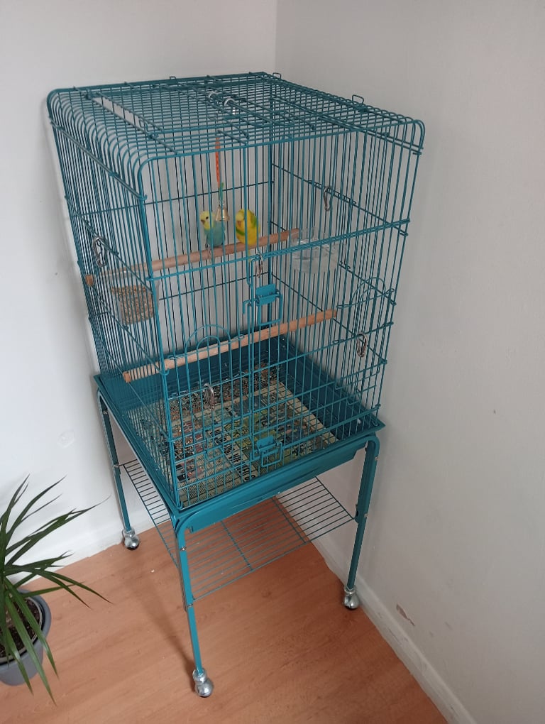 Birds & Cage