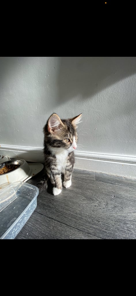 3m female kitten looking for her forever home