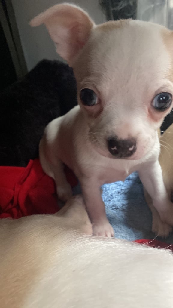 Pedigree Chihuahua puppies 