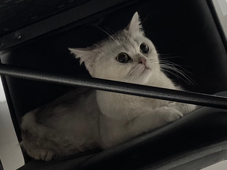 Female British shorthair urgent