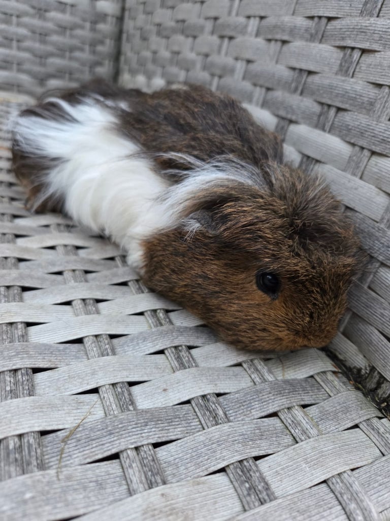 Stunning guinea pig brothers 