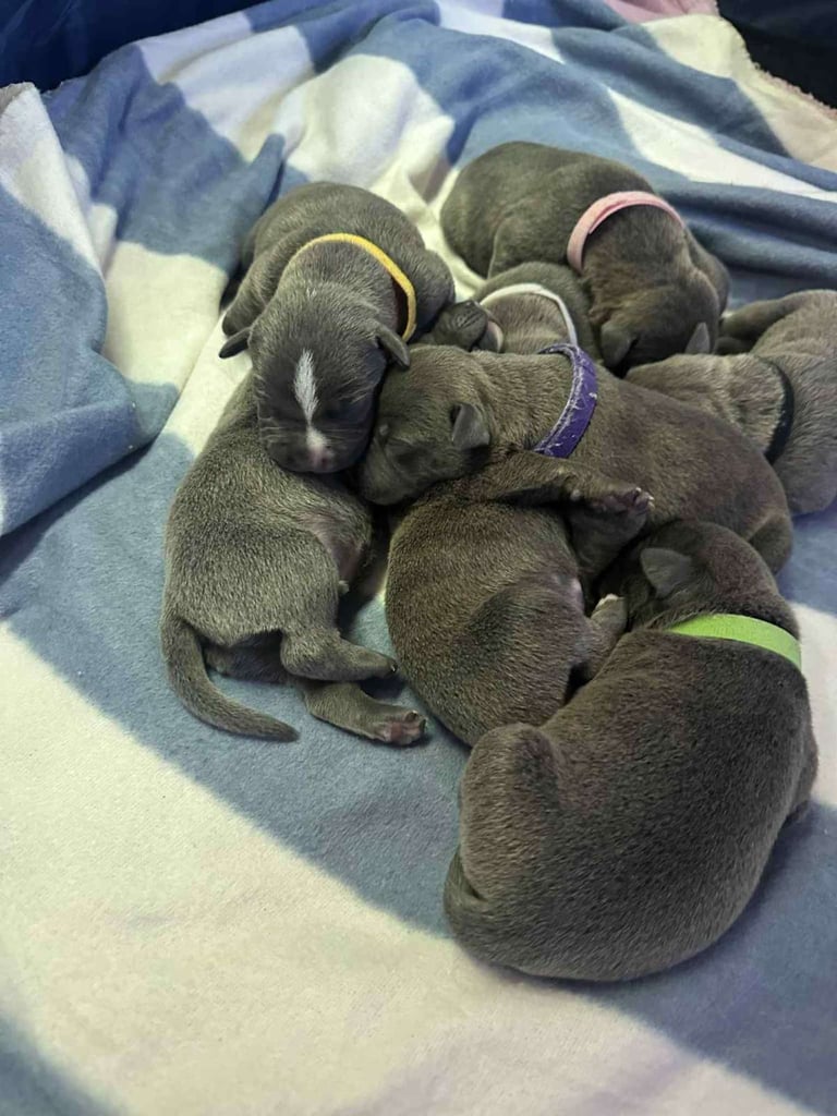 Blue staffy x blue classic bully 