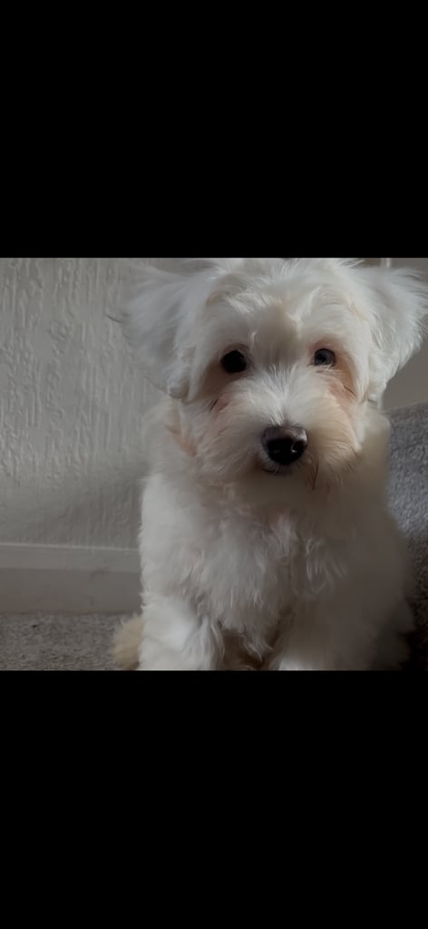 image for Bichon Maltese 