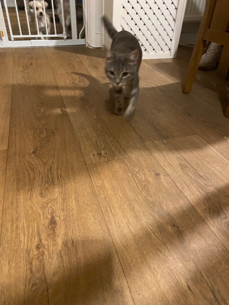 Stunning grey tabby kitten