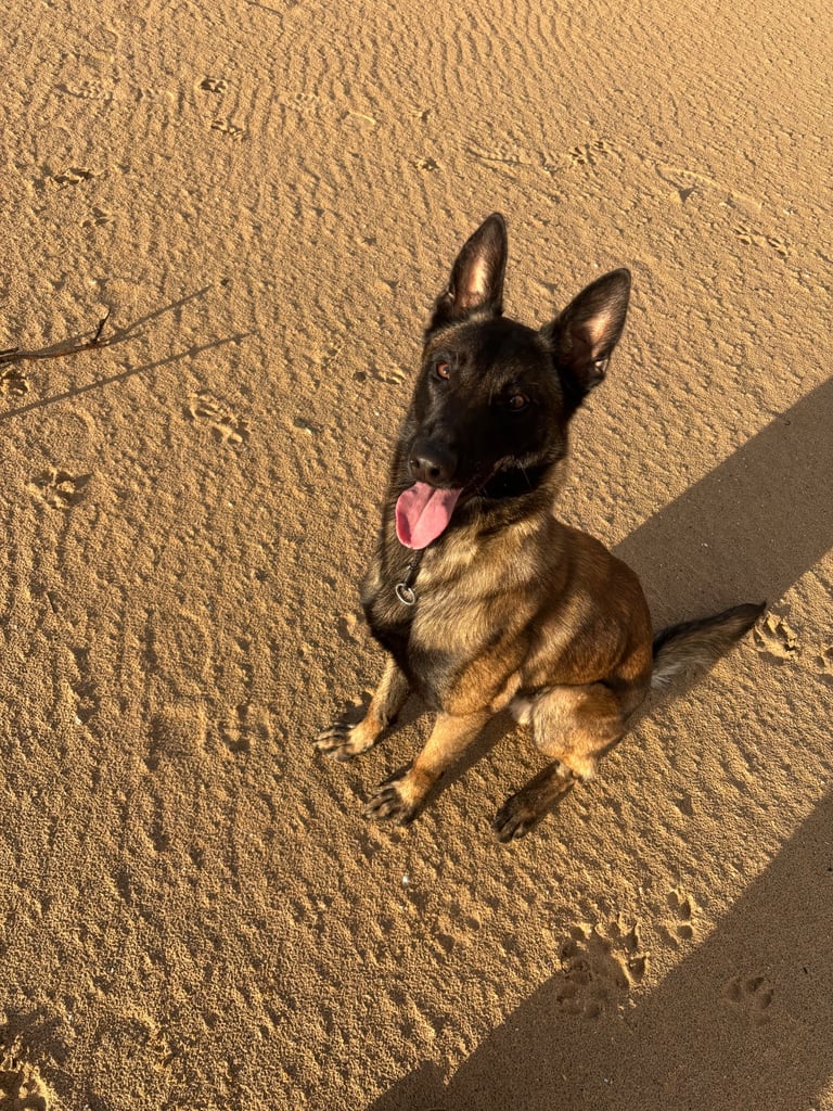 image for 1 year old Belgian malinois