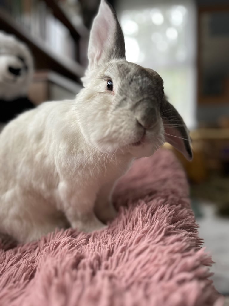 image for 2 rabbits - male and female for rehoming 