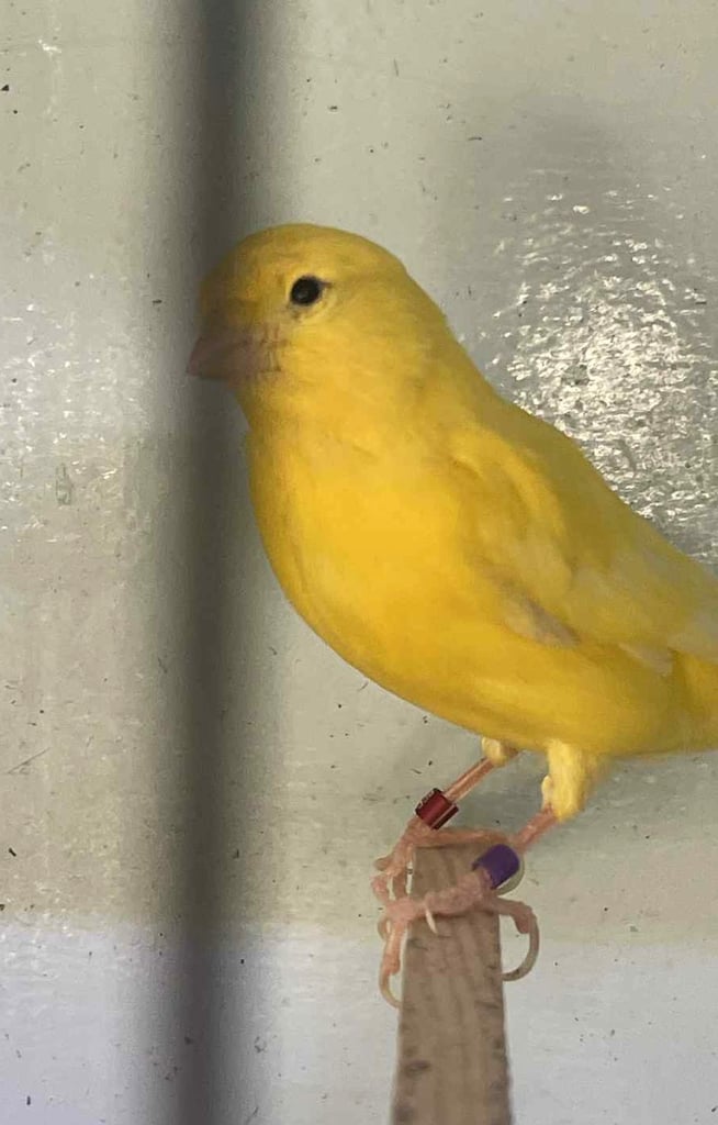 Show Quality Canaries