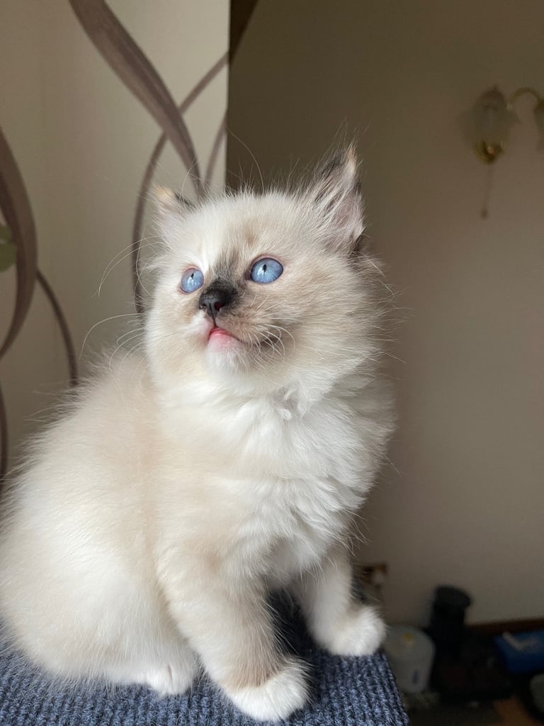 image for Ragdoll Kittens pedigree purebred 