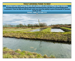 Fish Growing Ponds available to rent in Driffield East Yorkshire