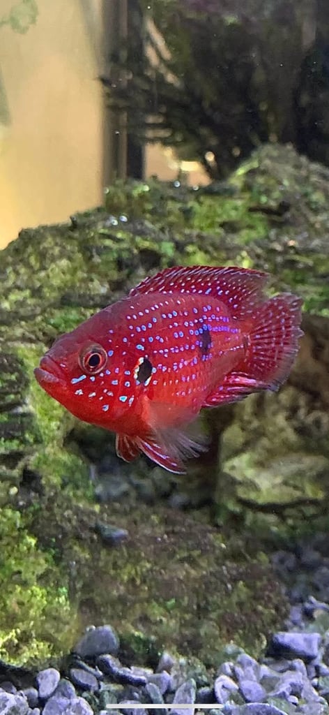 Cichlids for sale 