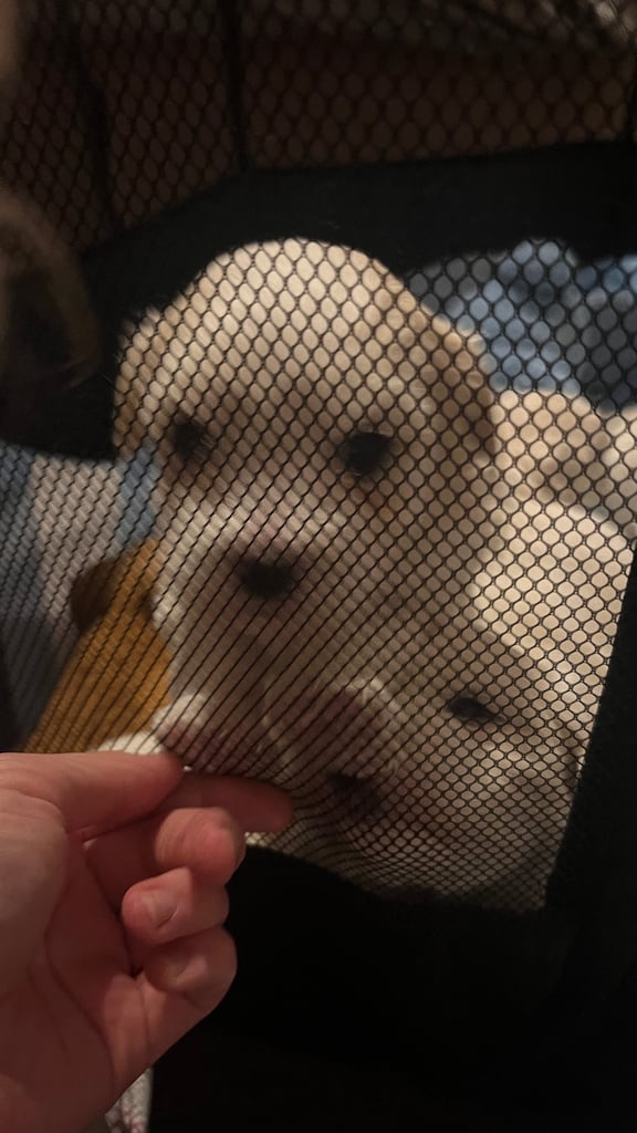 Maltese puppies for rehoming 