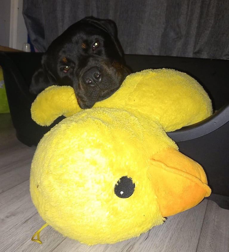 Rusty the Rottweiler 