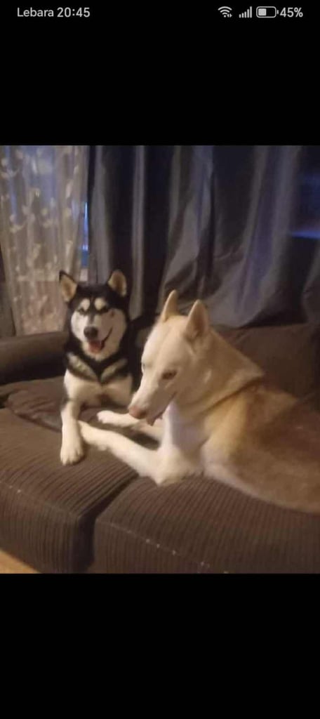 Sibirian Husky Puppie