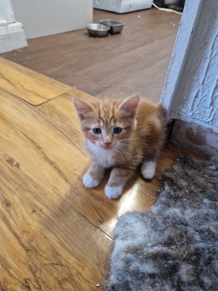 Siberian cross kittens
