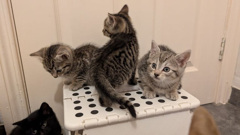 Kittens all currently reserved 