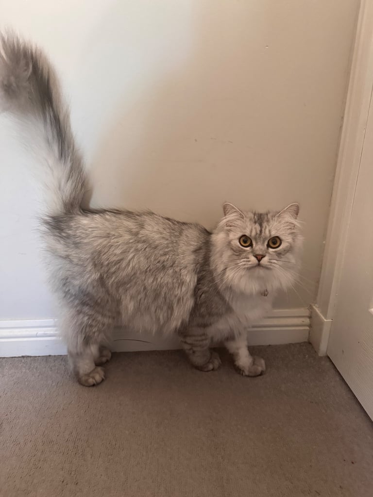 Persian Chinchilla Cat/Kitten