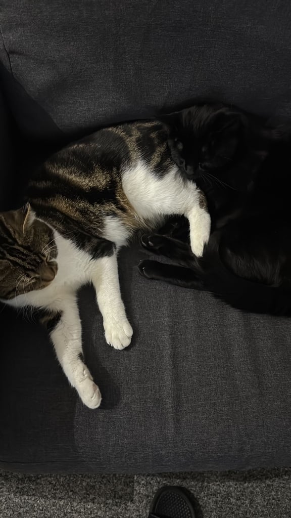 2 brother cats for sale