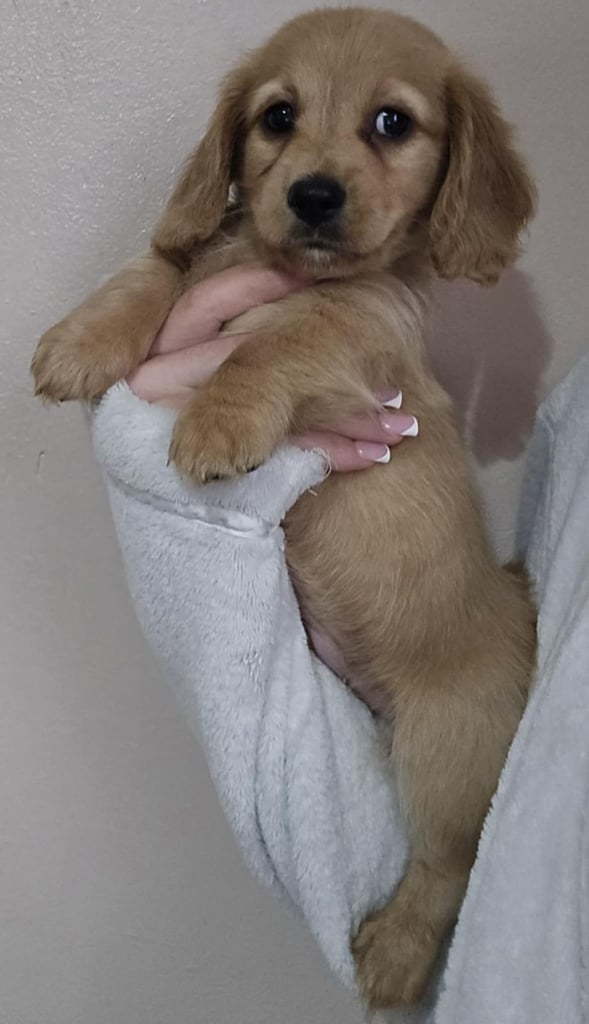 Long haired miniature dachshund