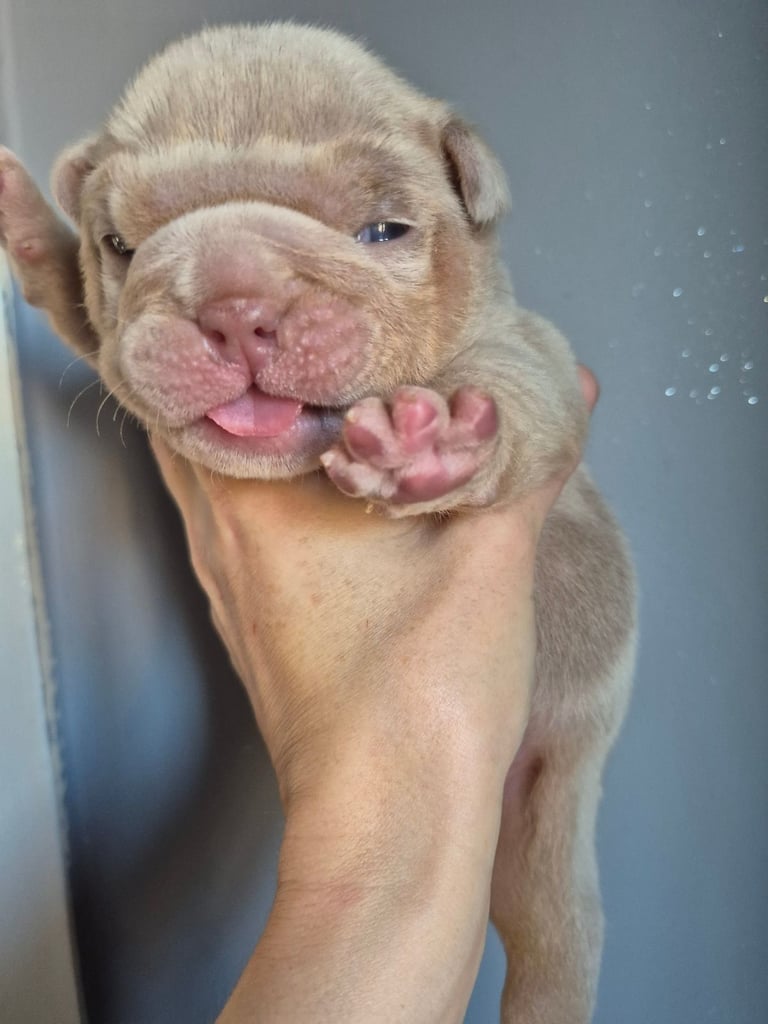 Beautiful Rainbow Litter Of New English Bulldog 